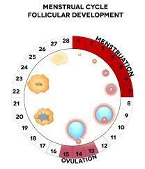 menstrual cycle